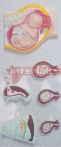 HUMAN GENITAL UTERUS & PREGNANCY SERIES PLASTIC PLATE